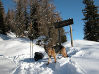 Promenades d'hiver